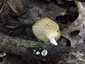 Sugaras likacsosgomba (Neofavolus alveolaris), Budai-hegység